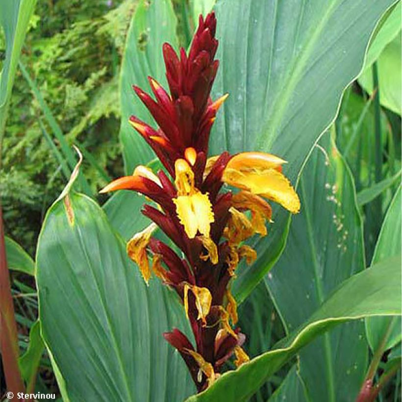 Cautleya spicata Robusta - Gingembre de l'Himalaya (Flowering)