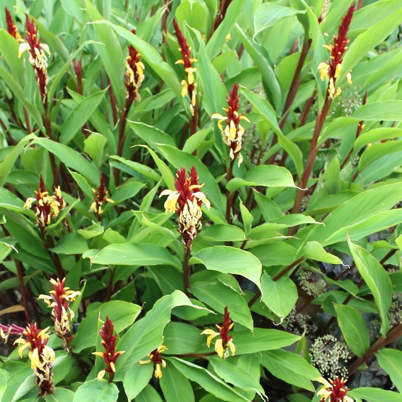 Cautleya spicata Robusta - Gingembre de l'Himalaya (Plant habit)