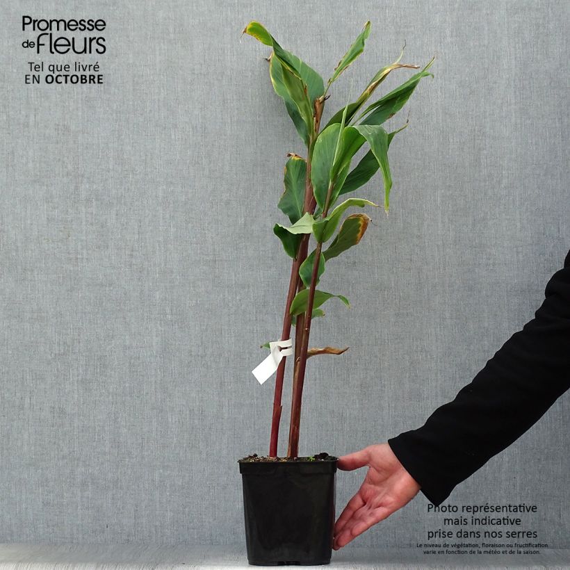 Example of Cautleya spicata Robusta - Gingembre de l'Himalaya Pot de 2L/3L as you get in automne