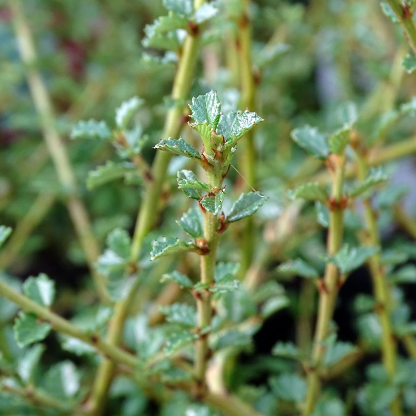 Céanothe Edinburgh (Foliage)