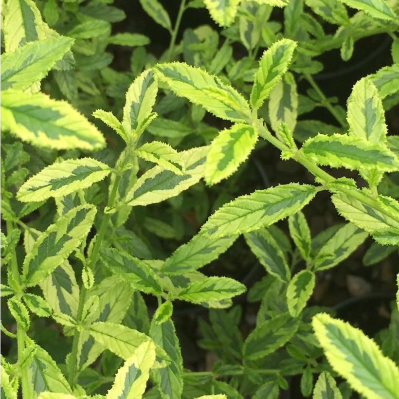Céanothe impressus Lemon & Lime - Lilas de Californie (Foliage)
