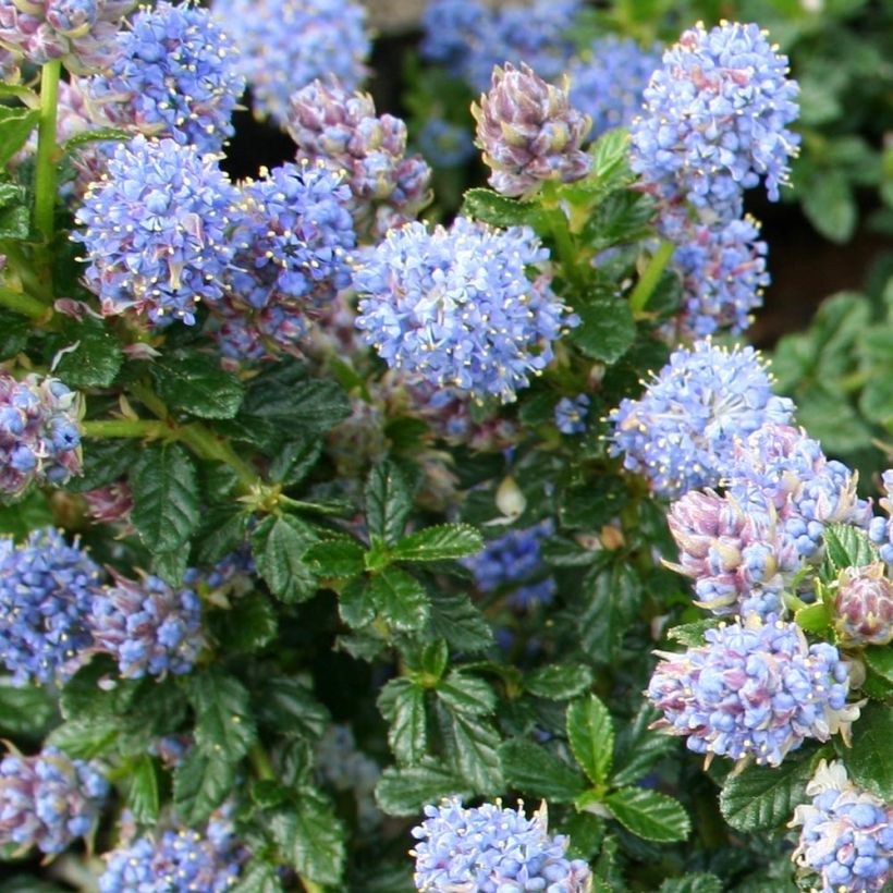 Céanothe (x) Blue Mound (Foliage)