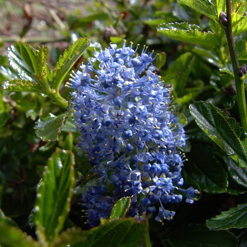 Céanothe Burkwoodii (Flowering)