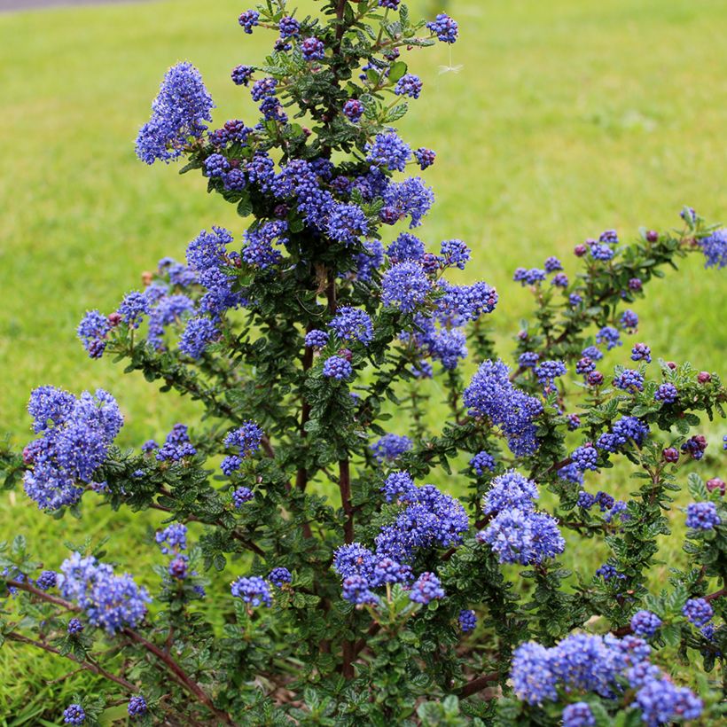 Ceanothus Dark Star - Lilas de Santa Barbara (Plant habit)