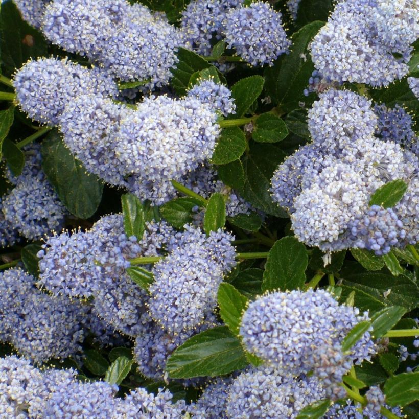 Céanothe Edinburgh (Flowering)