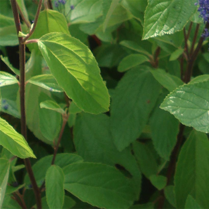 Ceanothus arboreus Concha - Lilas de Californie (Foliage)