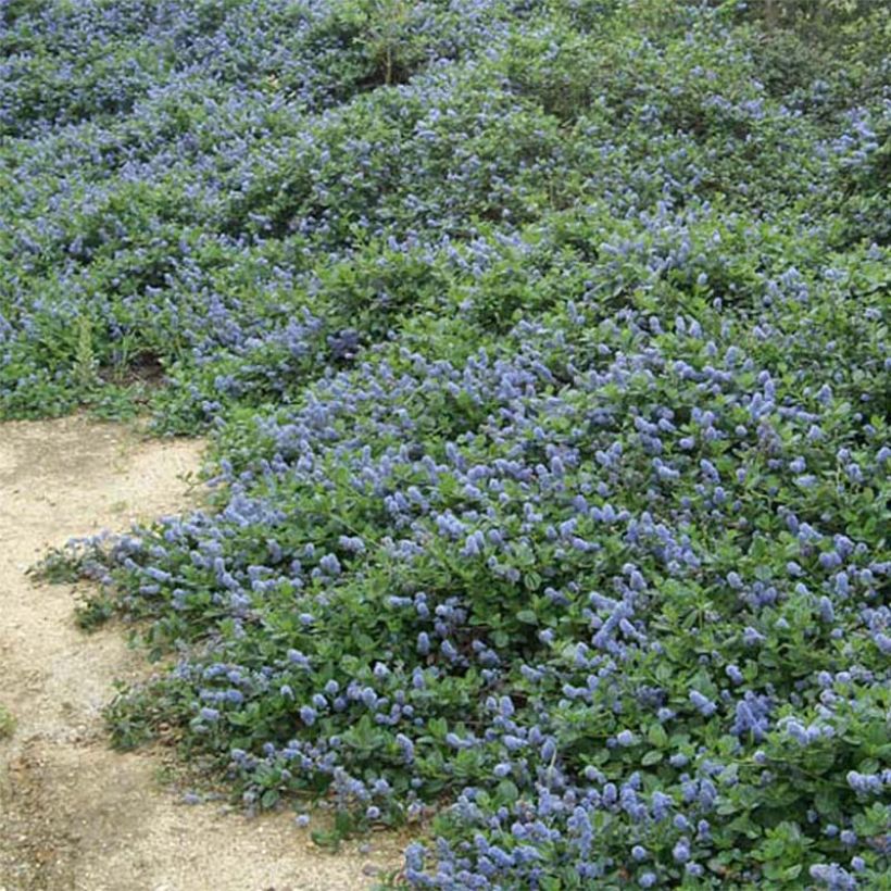 Céanothe griseus Yankee Point - Lilas de Californie  (Plant habit)