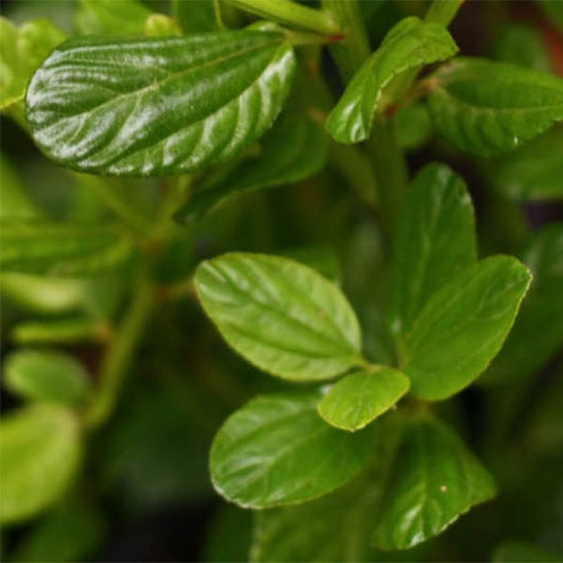 Céanothe impressus Victoria (Foliage)