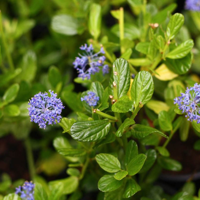 Céanothe impressus Victoria (Flowering)