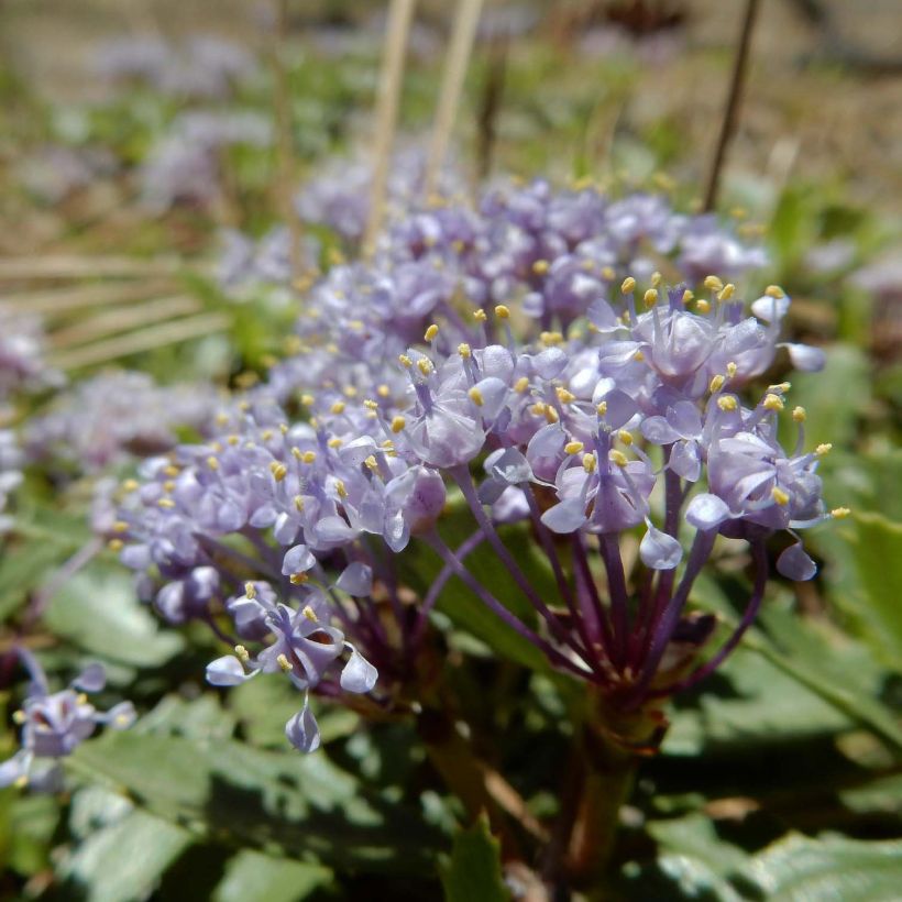 Céanothe prostratus - Céanothe prostré (Flowering)