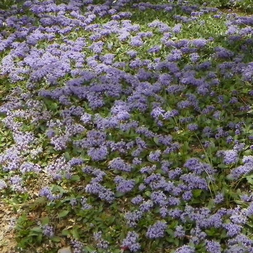 Céanothe prostratus - Céanothe prostré (Plant habit)