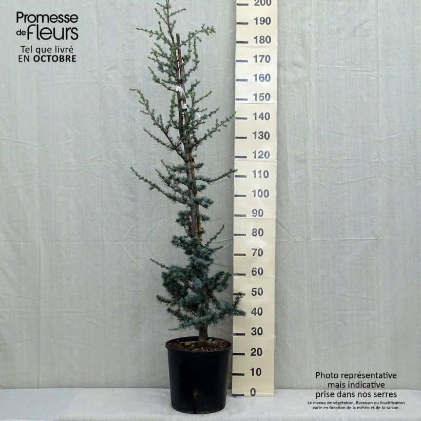 Example of Cèdre bleu de l'Atlas - Cedrus libani Atlantica Glauca Pot de 7,5L/10L as you get in automne