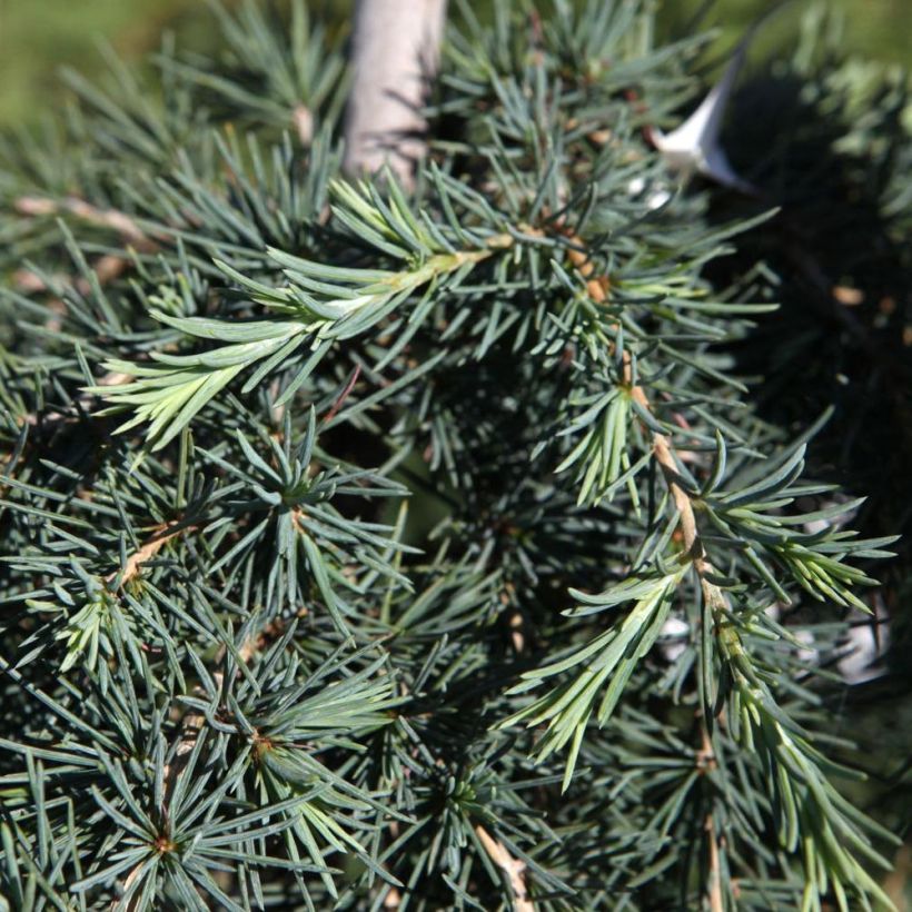 Cèdre de l'Himalaya Feeling Blue - Cedrus deodara  (Foliage)