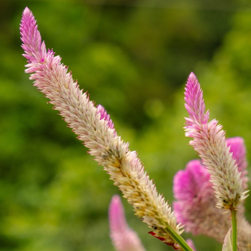 Celosie Flamingo Pink NT - Ferme de Sainte Marthe (Flowering)