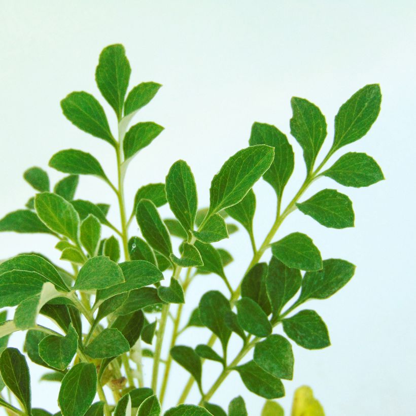 Centaurea bella - Centaurée élégante  (Foliage)