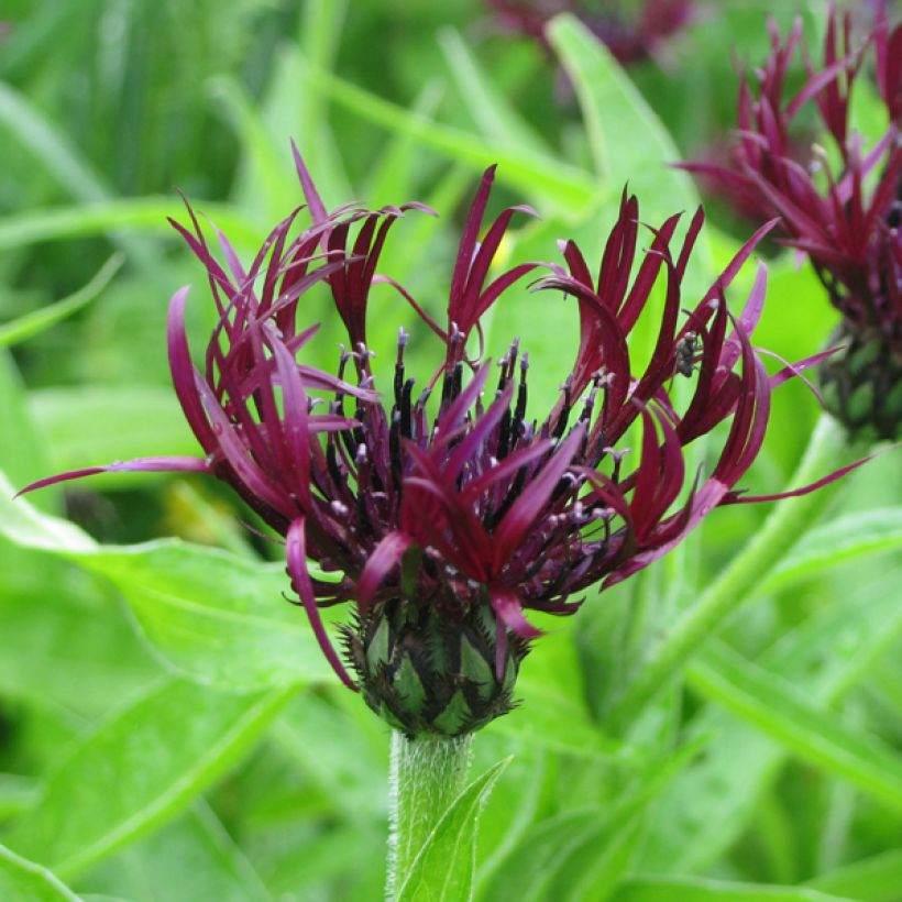 Bleuet des montagnes noir - Centaurée montana Jordy (Flowering)