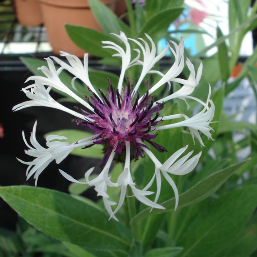 Bleuet des montagnes blanc et pourpre - Centaurée Purple Heart (Flowering)