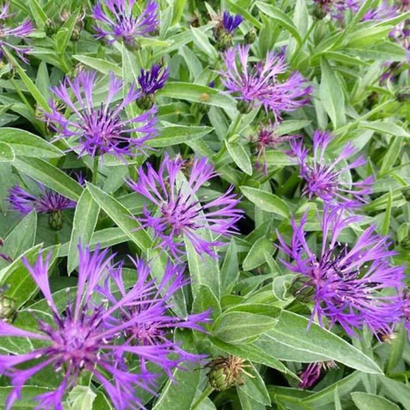 Bleuet des montagnes - Centaurea montana Violetta (Flowering)