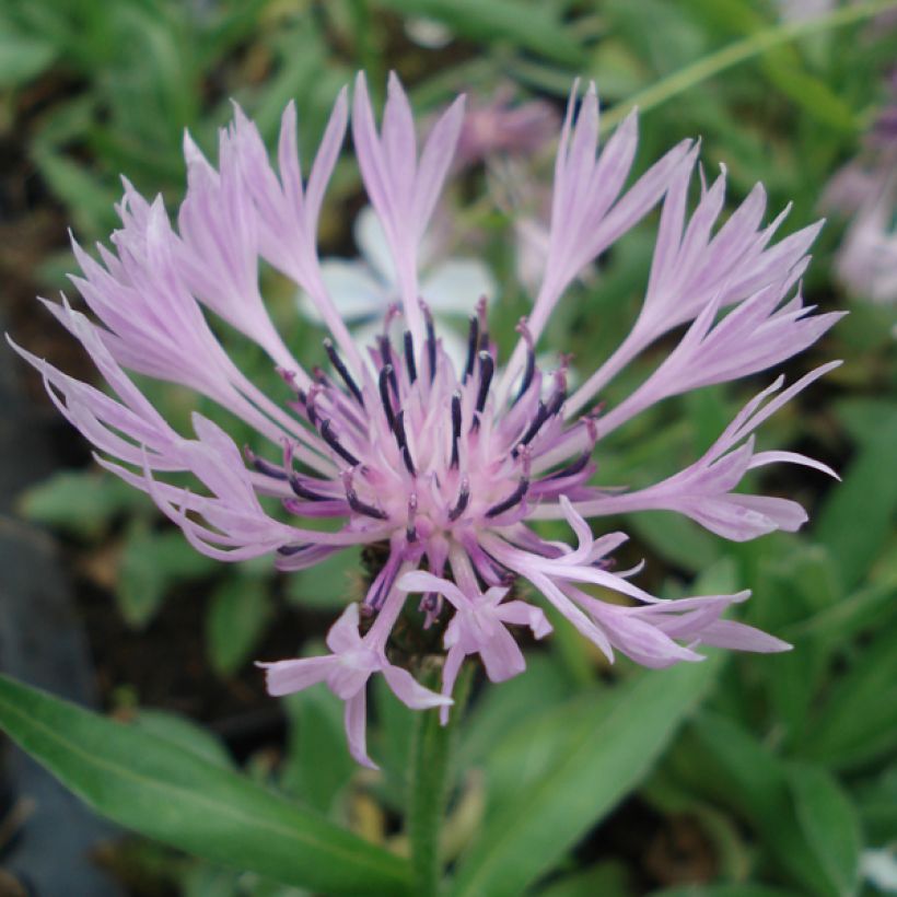 Bleuet des montagnes rose - Centaurée Carnea (Flowering)
