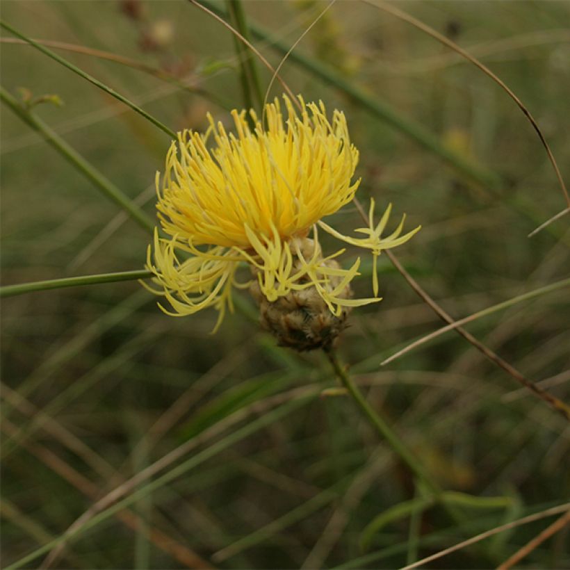 Centaurea orientalis - Centaurée d'Orient (Flowering)