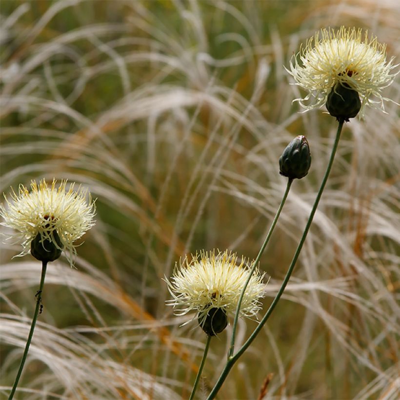 Centaurée, Centaurea ruthenica (Flowering)