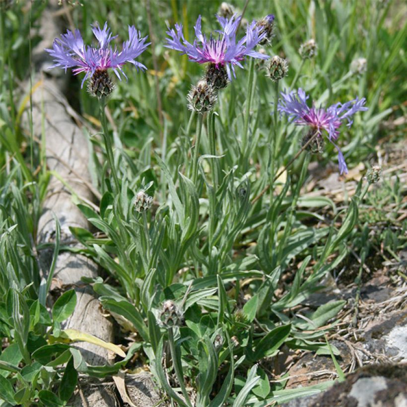 Centaurée, Centaurea triumfettii ssp. stricta (Plant habit)