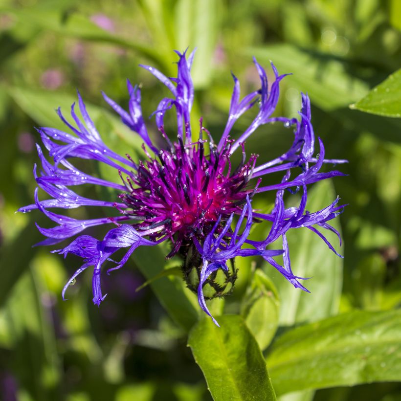 Centaurée, Centaurea triumfettii ssp. cana (Flowering)