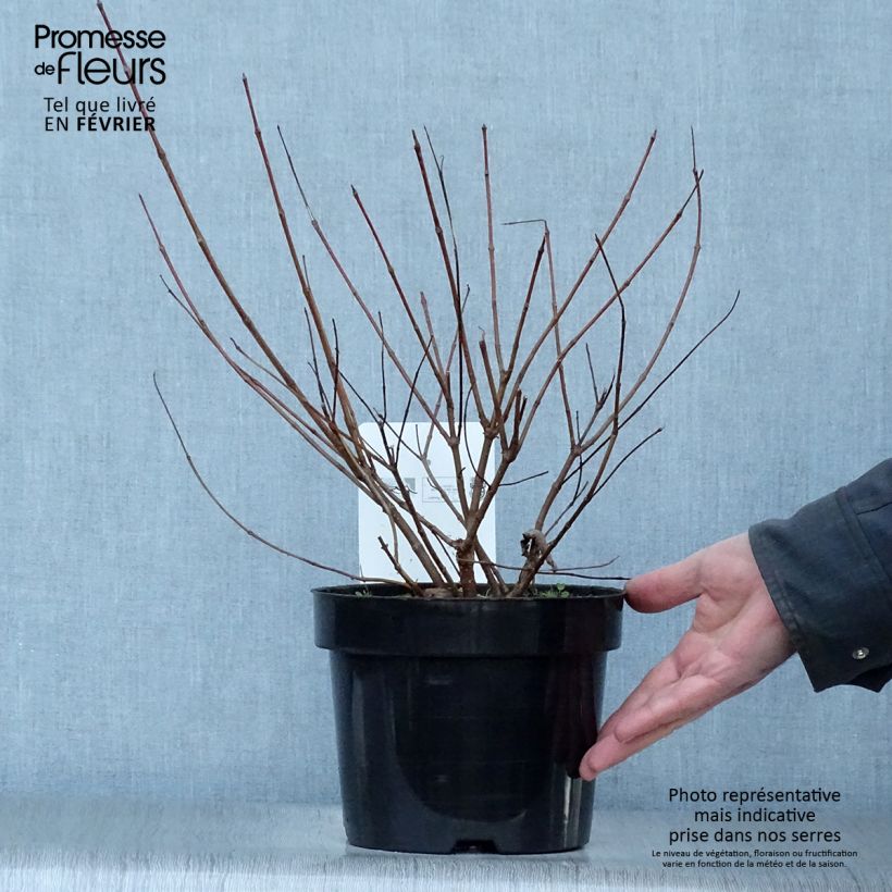 Example of Cephalanthus occidentalis - Bois-bouton Pot de 7,5L/10L as you get in hiver