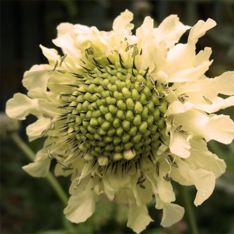 Cephalaria alpina - Scabieuse alpine jaune (Flowering)