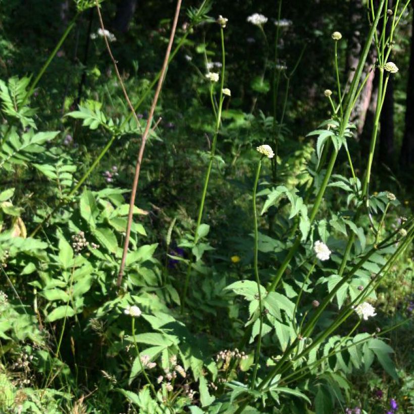 Cephalaria gigantea - Scabieuse géante (Foliage)