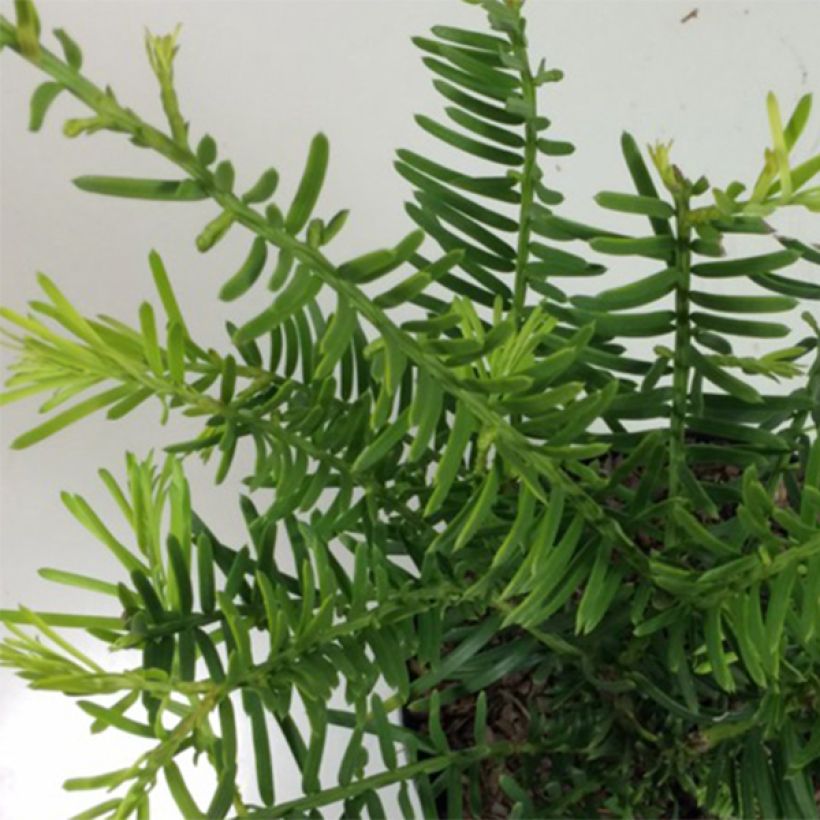 Pin chinois à queue de vache - Cephalotaxus fortunei Prostrata (Foliage)