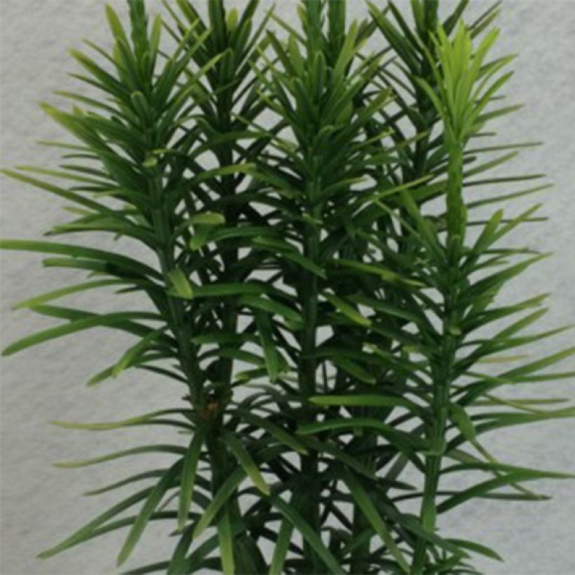 Cephalotaxus harringtonia Korean Gold - Pin japonais à queue de vache        (Foliage)