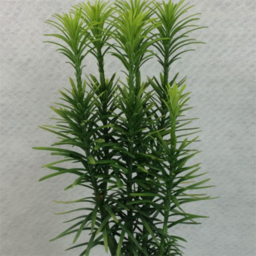 Cephalotaxus harringtonia Korean Gold - Pin japonais à queue de vache        (Plant habit)