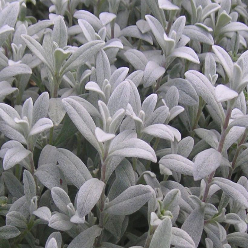 Cerastium biebersteinii - Oreille de souris  (Foliage)