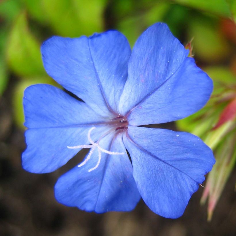 Ceratostigma willmottianum Forest Blue - Plumbago de Willmott (Flowering)