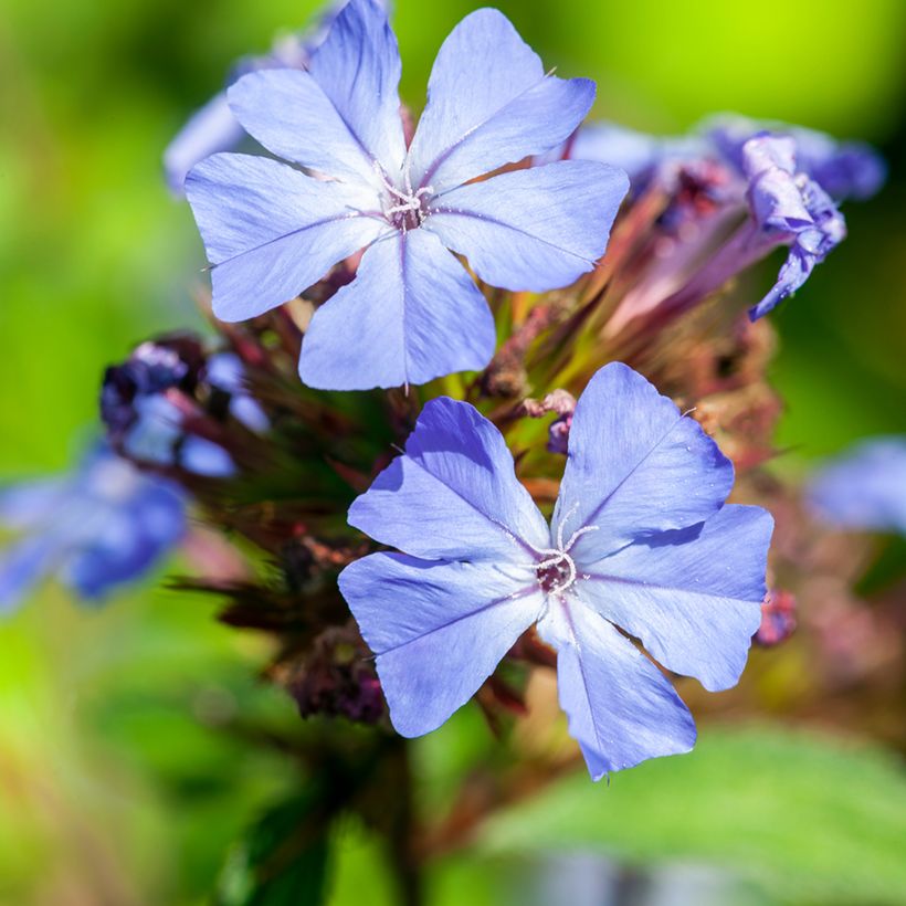 Ceratostigma willmottianum - Dentelaire (Flowering)