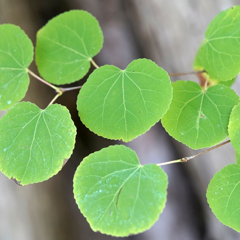 Graines d'Arbre-au-caramel - Cercidiphyllum japonicum (Foliage)
