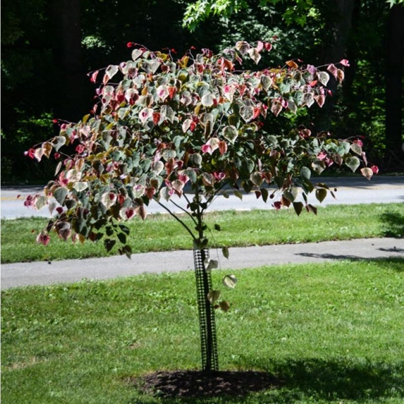 Cercis Carolina Sweetheart - Gainier du Canada panaché (Plant habit)