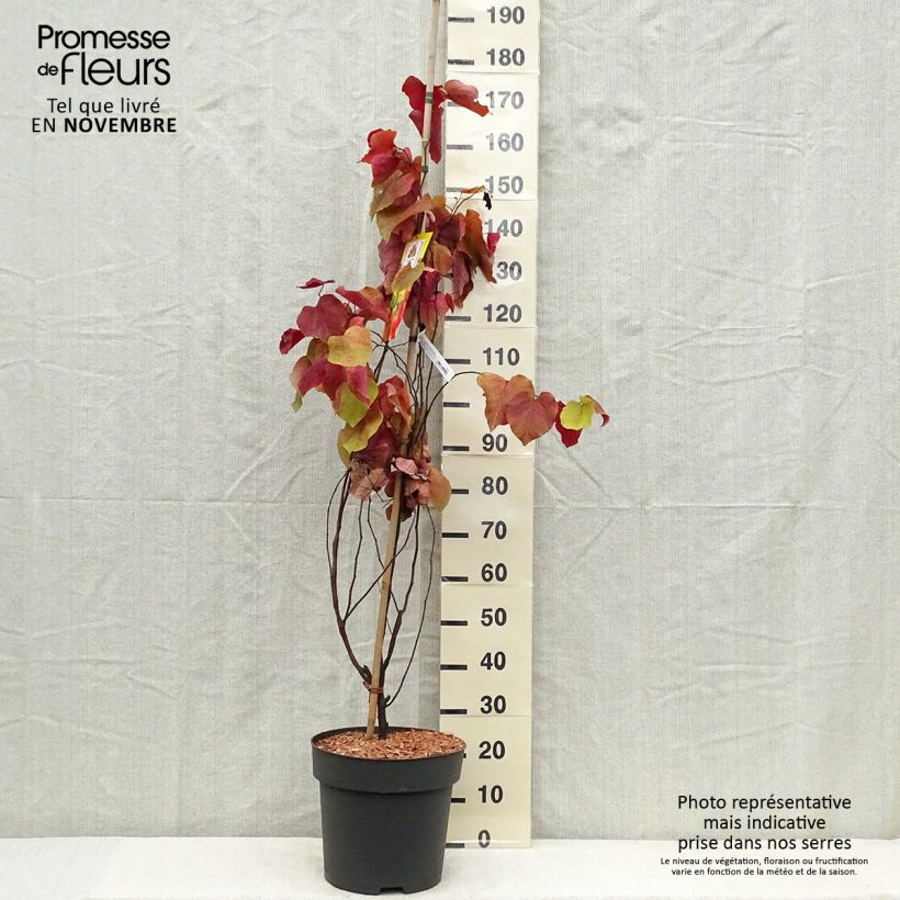 Example of Cercis canadensis Eternal Flame - Gainier du Canada Pot de 12L/15L as you get in automne