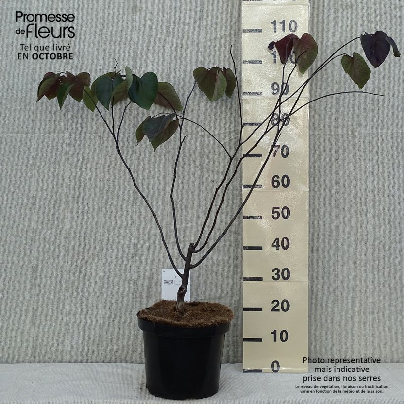 Example of Cercis canadensis Forest Pansy - Arbre de Judée Pot de 7,5L/10L as you get in automne