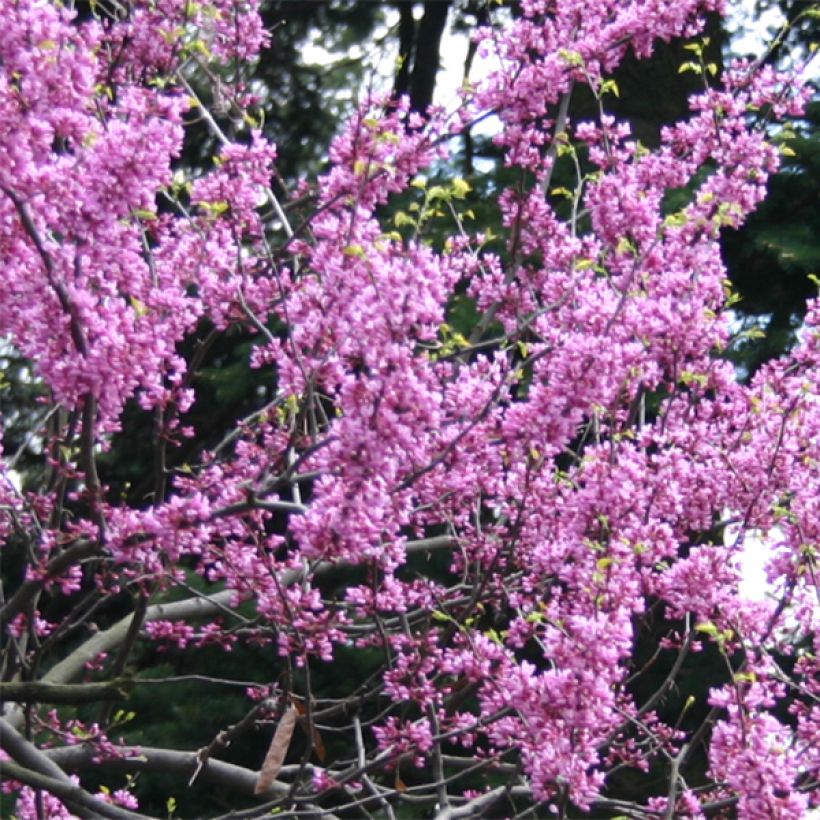Cercis canadensis Melon Beauty - Arbre de Judée doré (Flowering)