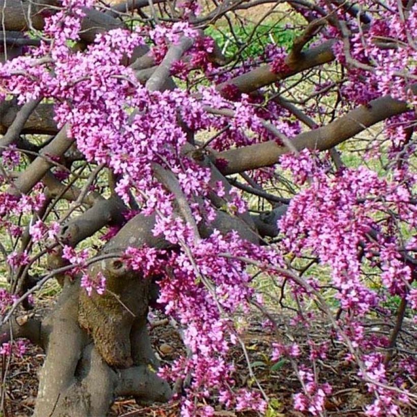 Cercis canadensis Traveller - Arbre de Judée (Flowering)