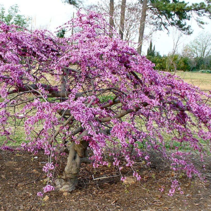 Cercis canadensis Traveller - Arbre de Judée (Plant habit)