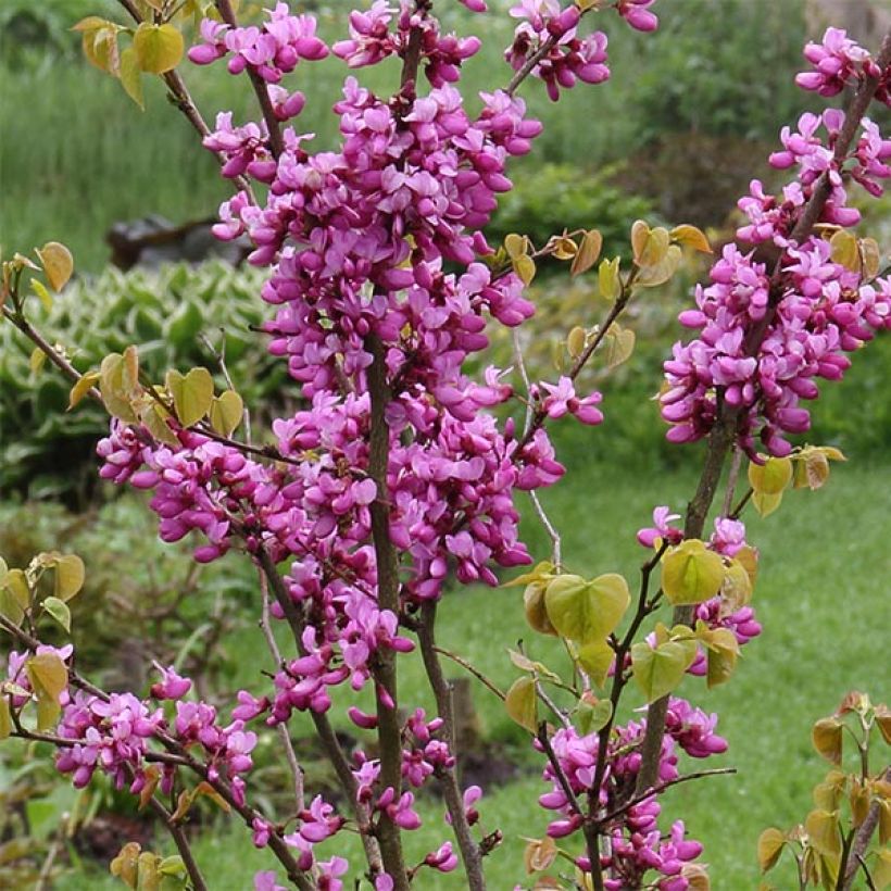 Cercis chinensis Avondale - Arbre de Judée (Flowering)