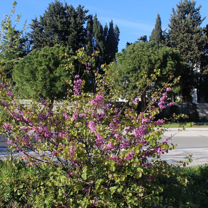 Cercis siliquastrum - Arbre de Judée (Plant habit)