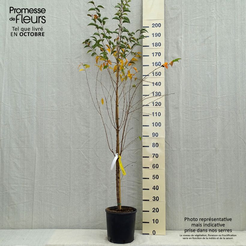 Example of Cerisier à fleurs - Prunus Pandora Pot de 12L/15L, Tige as you get in automne