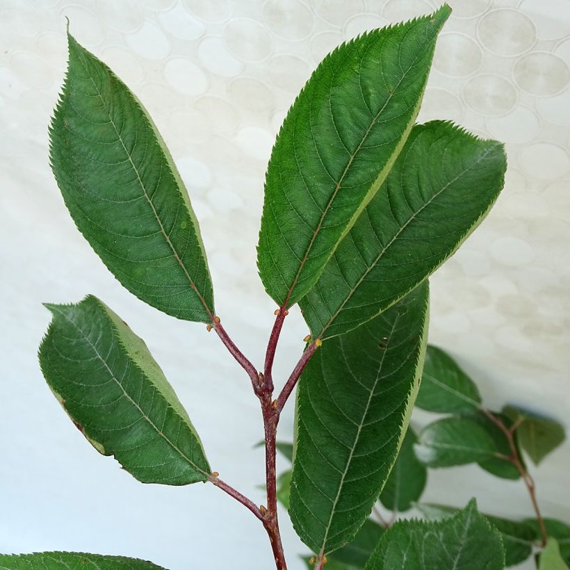 Cerisier du Japon - Prunus Accolade (Foliage)
