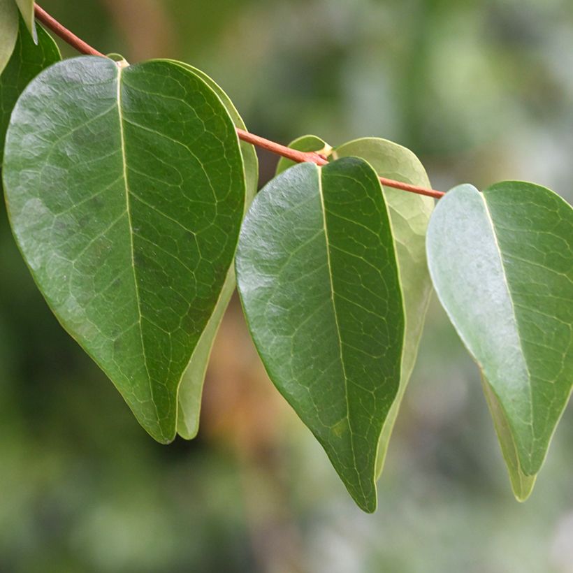 Cerisier de Cayenne - Eugenia uniflora (Foliage)