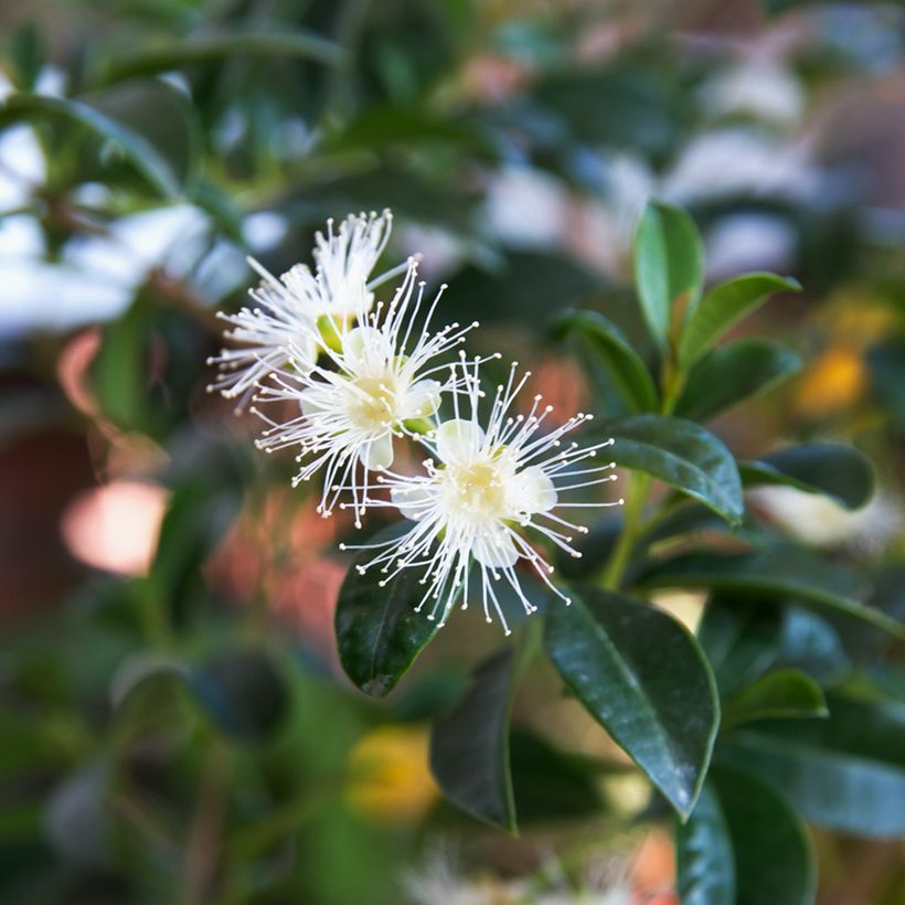 Cerisier de Cayenne - Eugenia uniflora (Flowering)