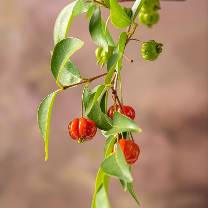 Cerisier de Cayenne - Eugenia uniflora (Harvest)